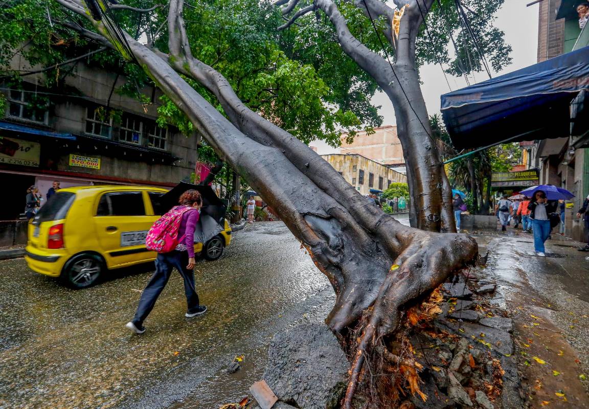 La falta de poda y el poco cuidado de estos ha influido en el aumento del riego de caída. Foto Manuel Saldarriaga