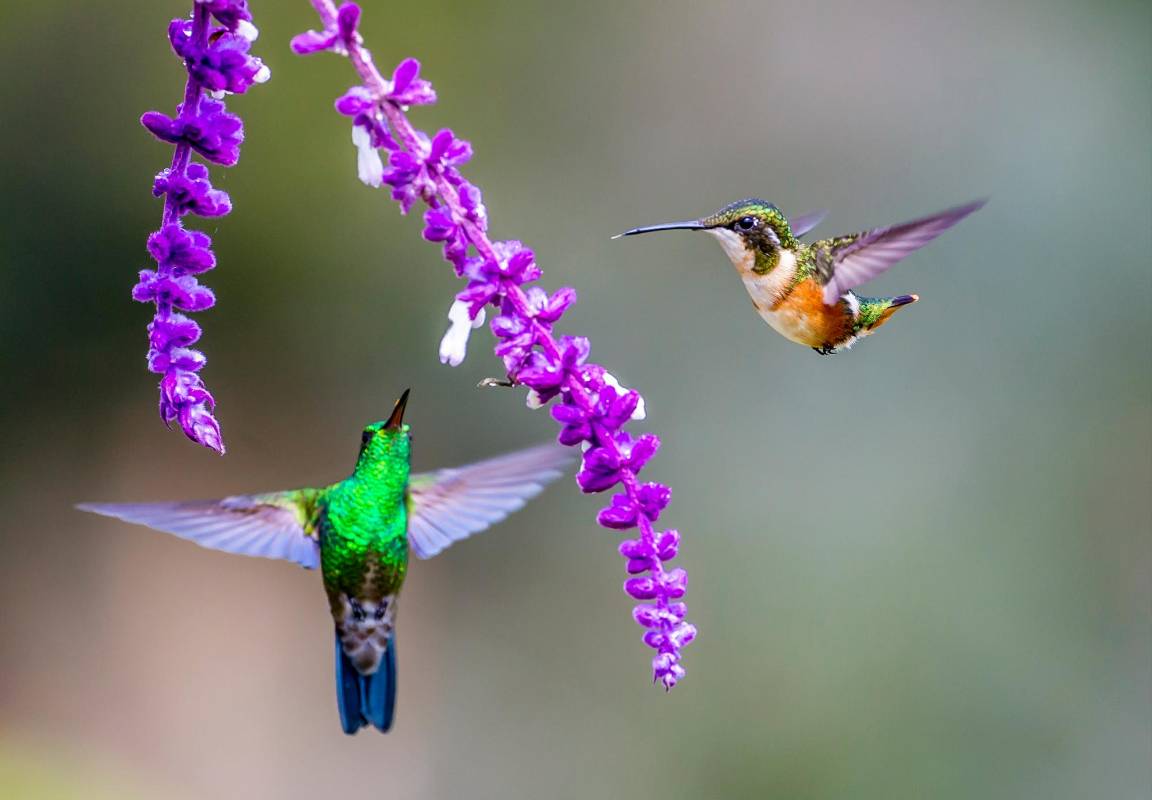 En la vereda La Honda de este municipio del Oriente antioqueño se encuentra este refugio de colibríes. Foto Juan Antonio Sánchez Ocampo