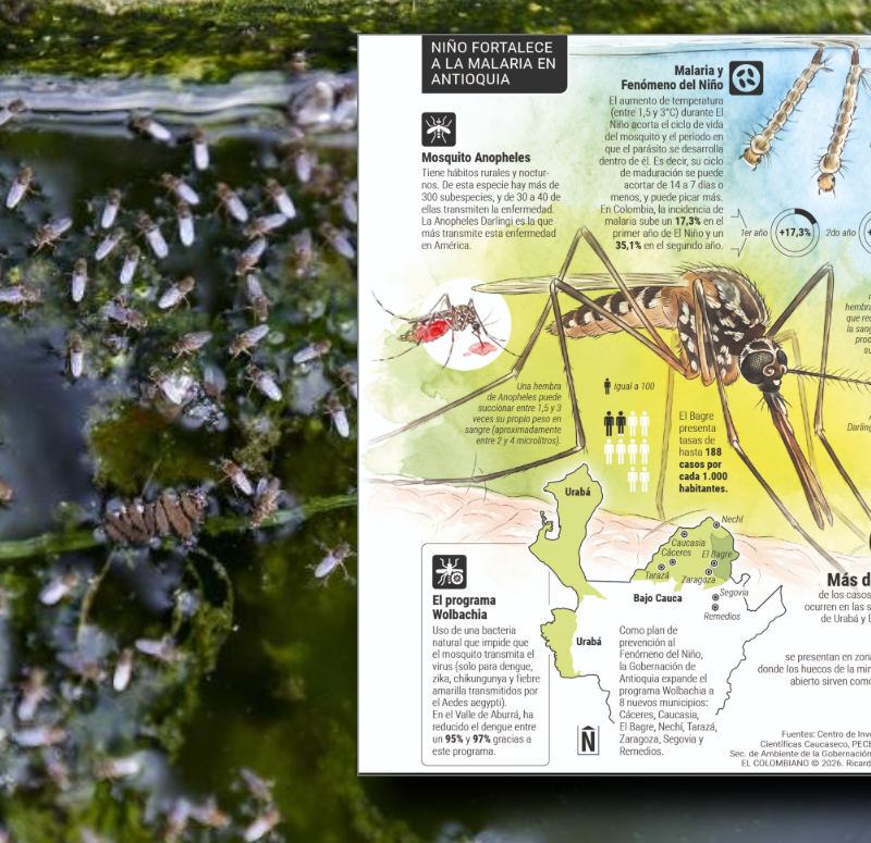 Cuidado: los mosquitos están al acecho y El Niño podría empeorar el panorama en Antioquia