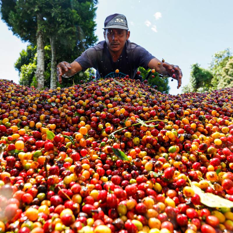 La producción de café en Colombia alcanzó 1,06 millones de sacos en mayo, impulsada por una mayor dinámica de la cosecha. FOTO MANUEL SALDARRIAGA. 