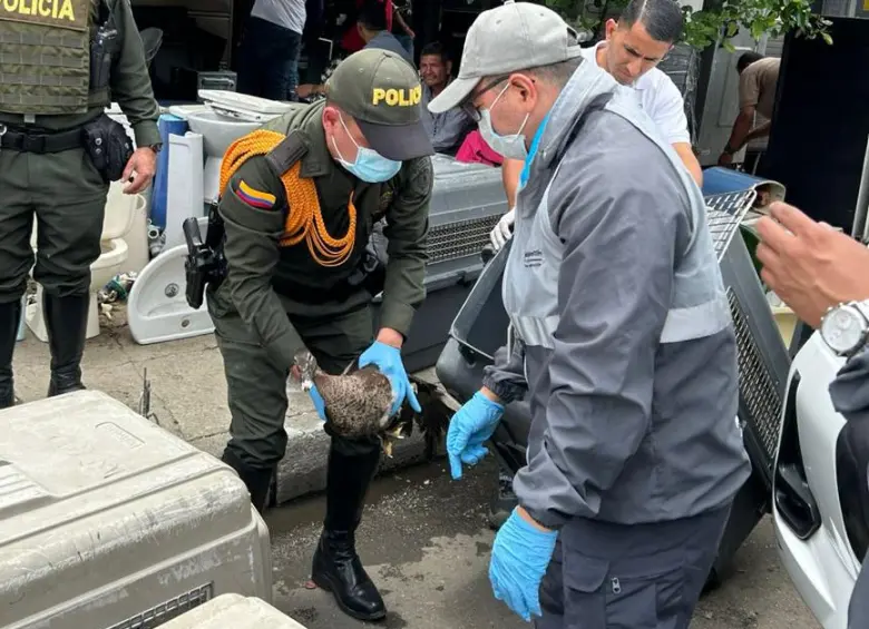 Policía rescató 64 animales en condiciones de vulnerabilidad en la plaza Minorista