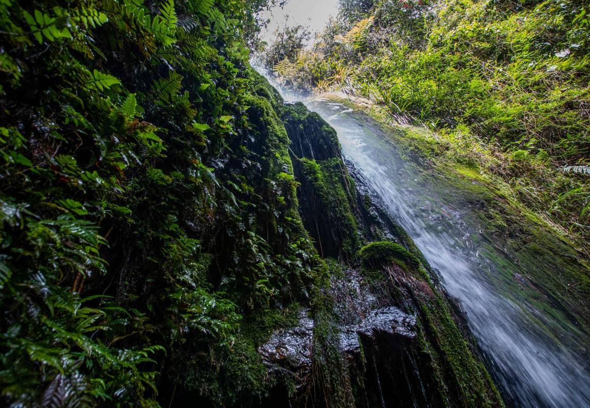 La reserva El Moral abastece el acueducto comunitario la Acuarela que beneficia alrededor de 4.176 familias del corregimiento de San Cristóbal. Foto: Manuel Saldarriaga Quintero.