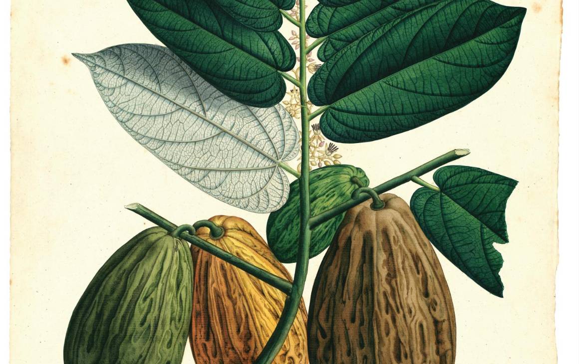 Theobroma bicolor Bonpl: galería de los dibujos de la Expedición