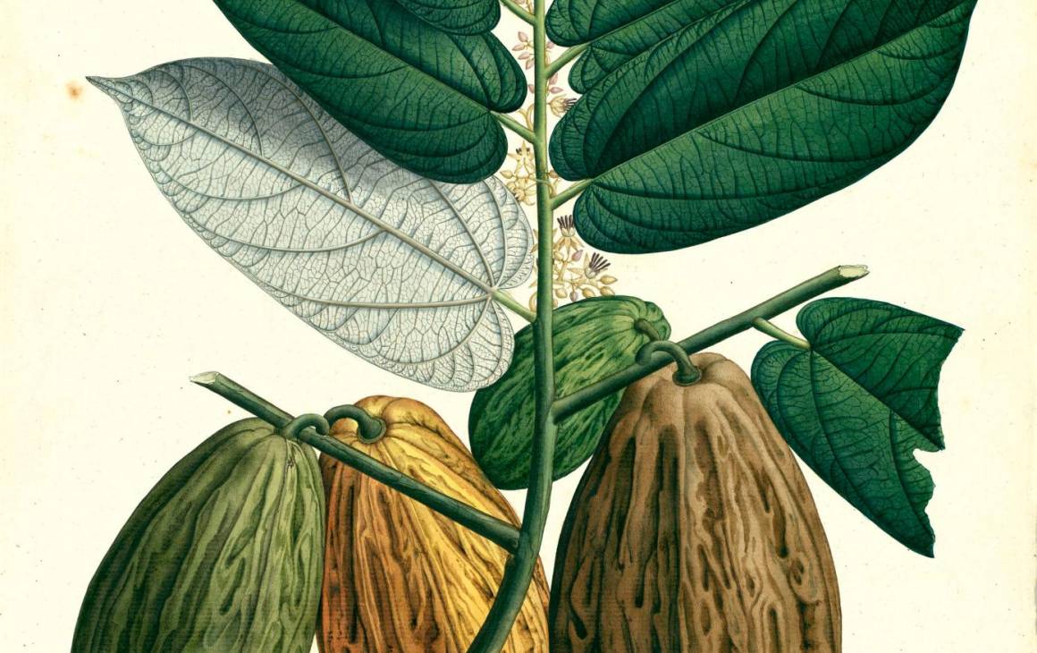 Después de 207 años, dibujos de la Expedición Botánica de Mutis visitan Medellín