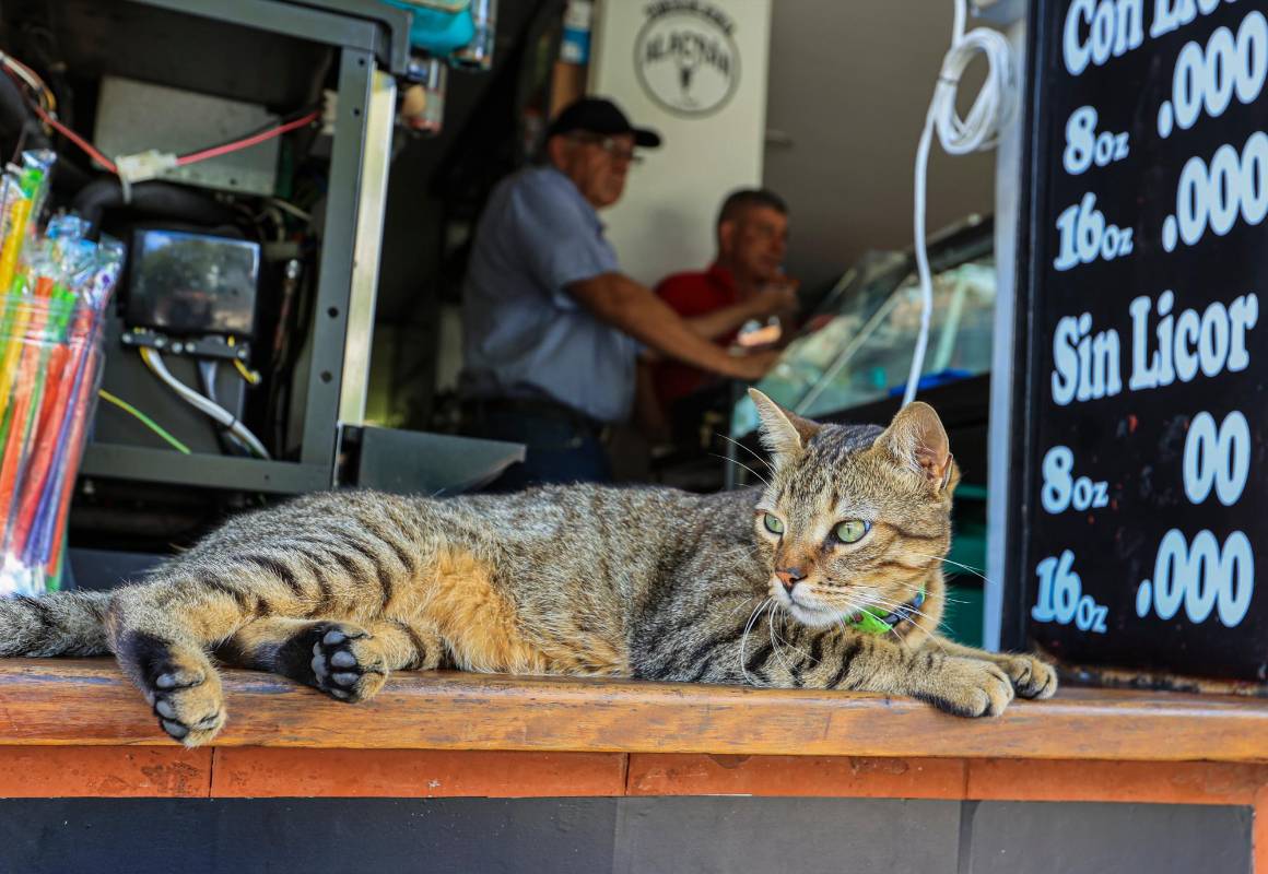 Se pasea prácticamente por todos los locales comerciales del pueblo incluso saca tiempo para visitar el Comando de la Policía. Foto: Manuel Saldarriaga Quintero.