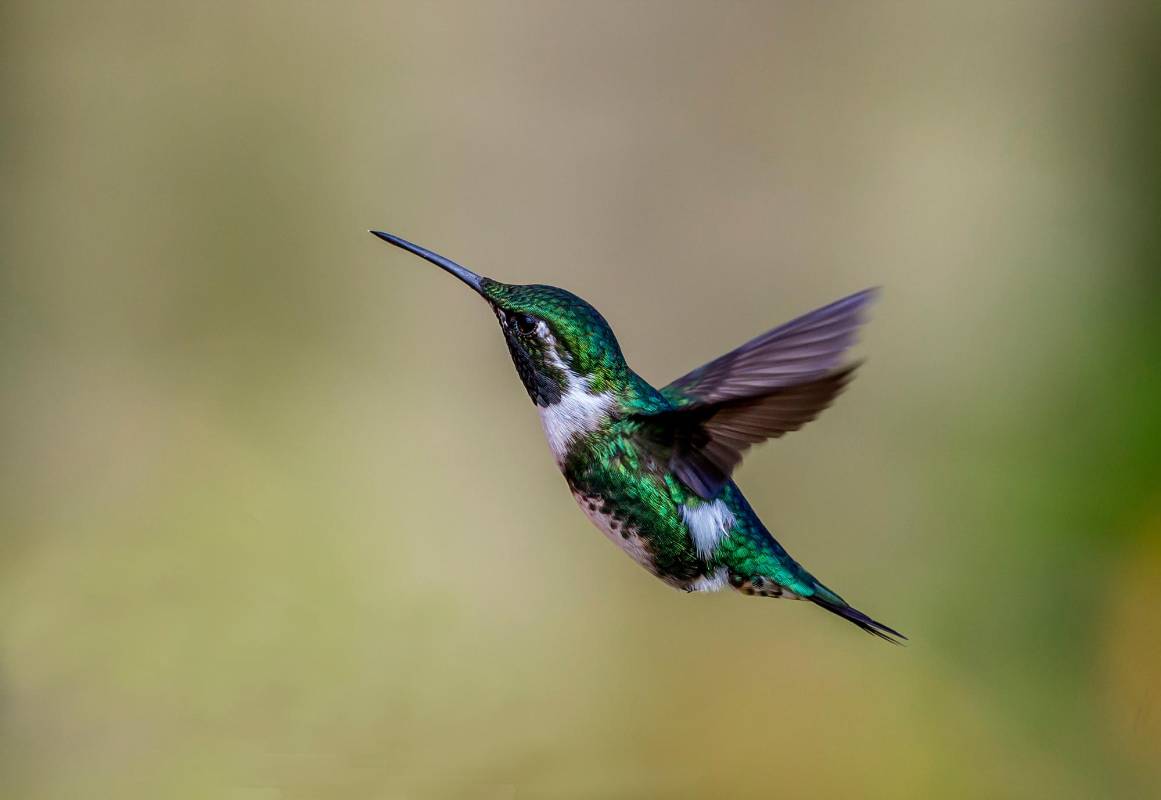 En la vereda La Honda de este municipio del Oriente antioqueño se encuentra este refugio de colibríes. Foto Juan Antonio Sánchez Ocampo