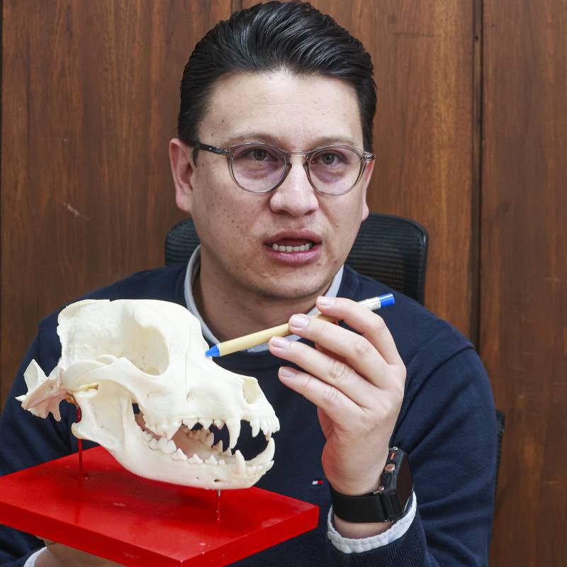 Julio Aguirre conserva el cráneo de Zeus, perro asesinado en Medellín, como parte de los resultados de su práctica. Foto: Manuel Saldarriaga