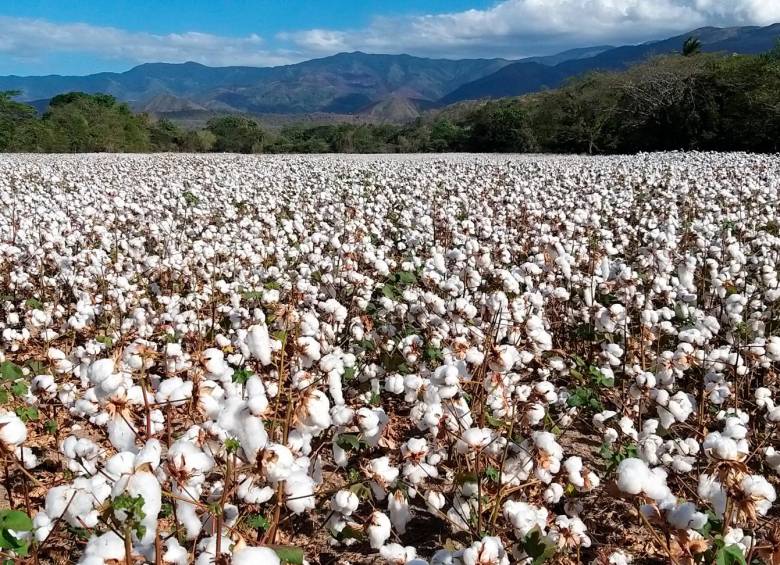 Cultivo del algodón