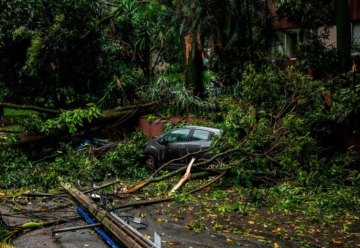 Según el Dagrd en lo que va del 2023 son 107 los incidentes de caídas de árboles, sobretodo en zonas residenciales del occidente, especialmente cuando la ciudad la sacude las fuertes tormentas. Foto Esneyder Gutiérrez