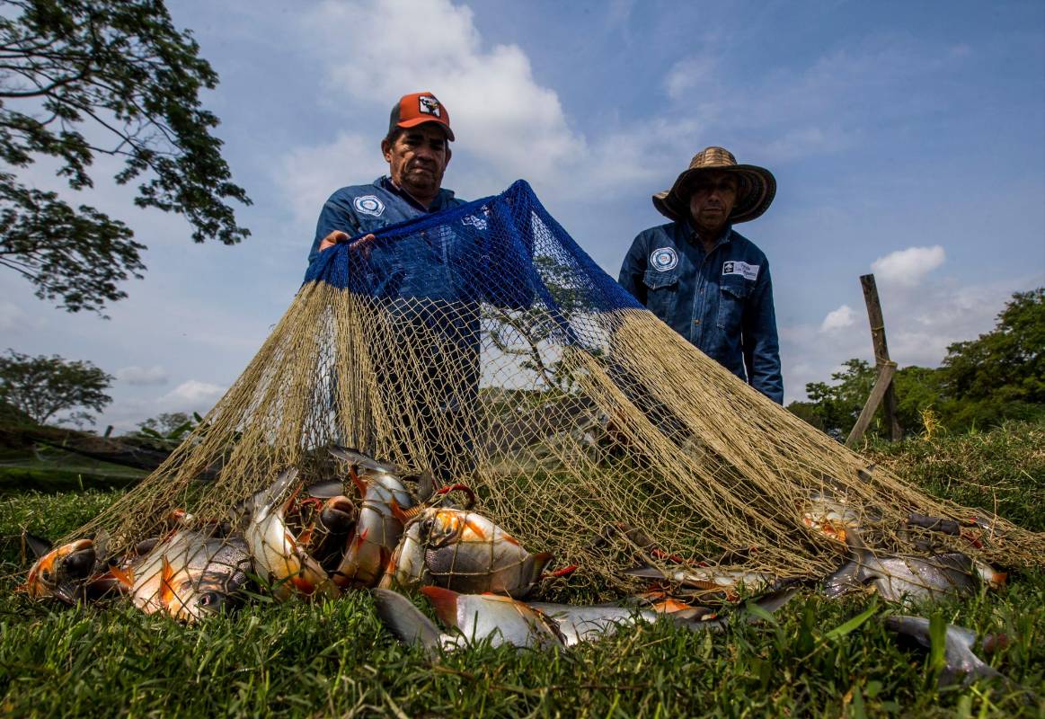José Carmelo Pérez captura cachamas y bocachicos en la granja ubicada en Las Malvinas, zona rural de Caucasia. Foto: Julio César Herrera