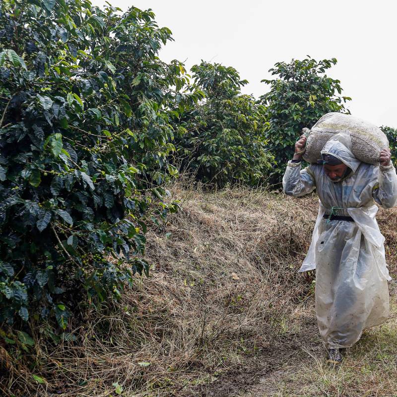 La producción de café de Colombia cayó 12% en agosto de 2026 frente al mismo mes del año anterior, en un escenario marcado por la variabilidad climática. FOTO Manuel Saldarriaga