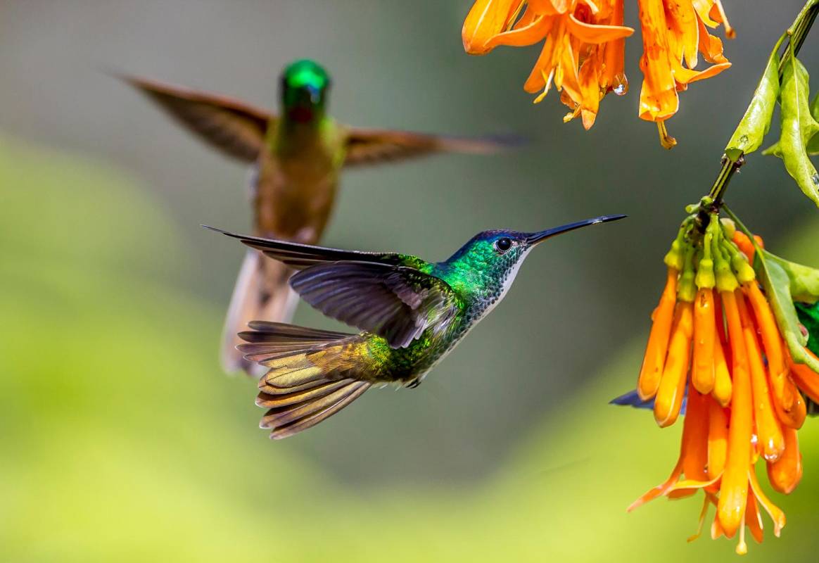 Se estima que en Colombia existen aproximadamente 165 especies de colibríes, de las 340 que se han documentado en todo el mundo. Foto Juan Antonio Sánchez Ocampo