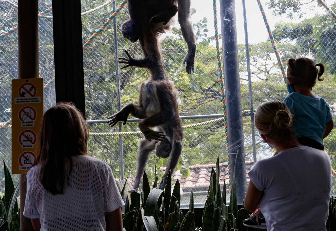 Durante el cierre se adecuaron las instalaciones para garantizar el bienestar de los animales. Foto : Manuel Saldarriaga.