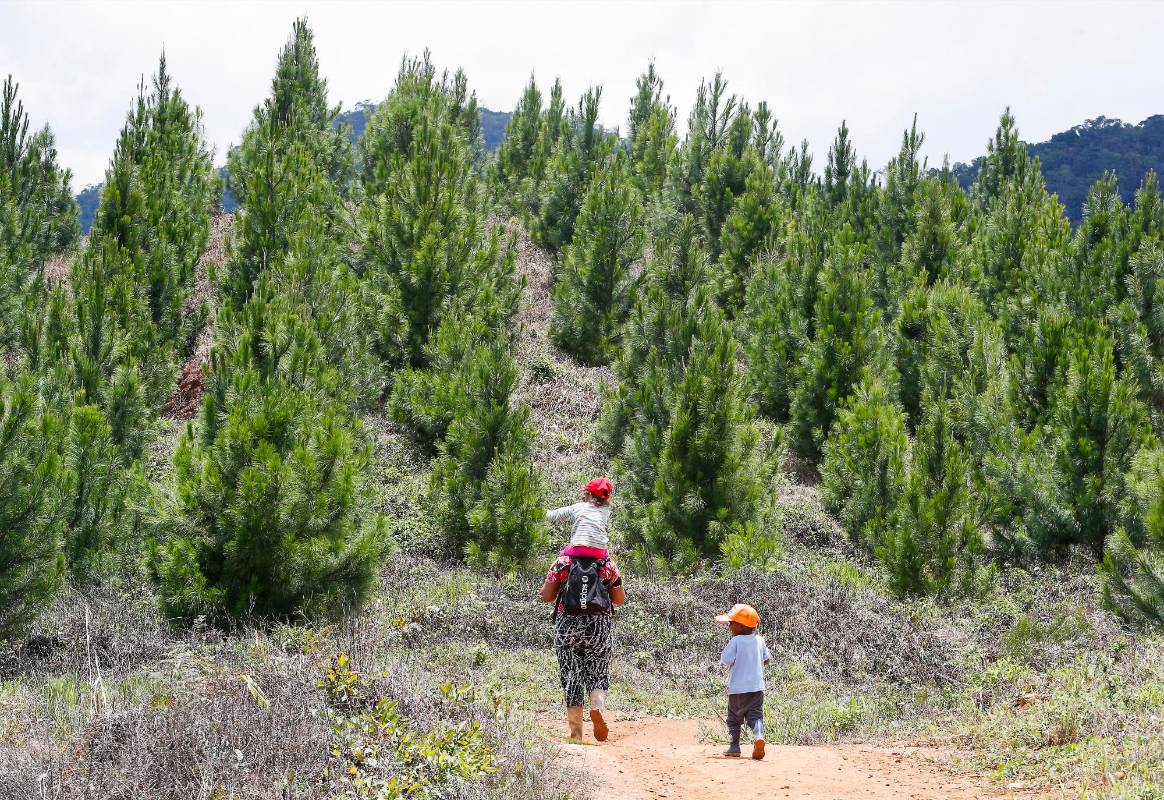 Desde 1974 se celebra el año del medio ambiente, desde entonces se ha venido trabajando en campañas para detener y revertir la explotación masiva a nivel mundial de la naturaleza. FOTO MANUEL SALDARRIAGA