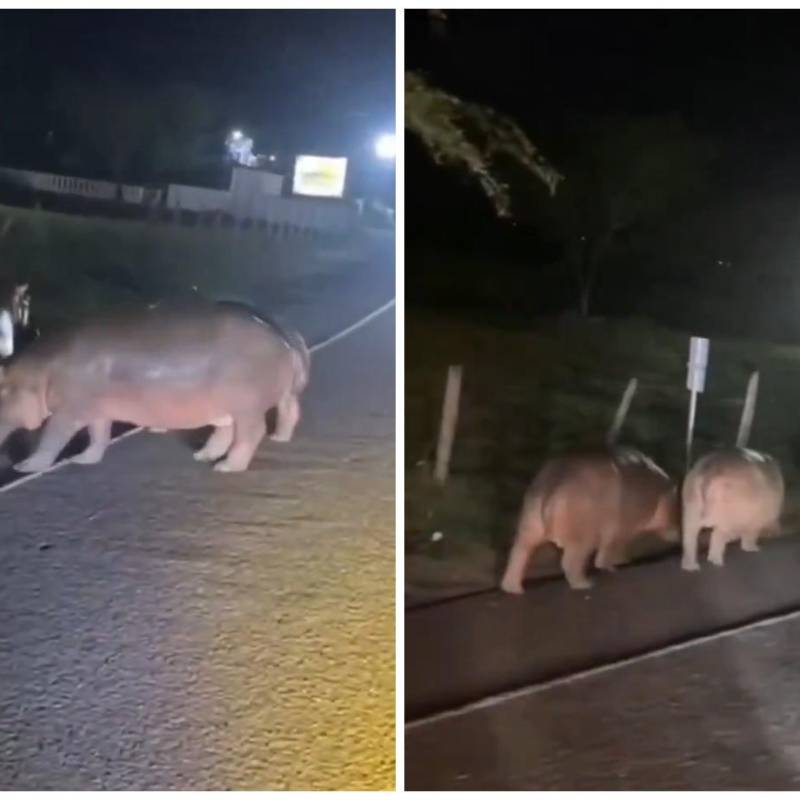Así, en medio de la vía, fueron vistos 3 hipopótamos en la Medellín - Bogotá. Imagen tomada de redes sociales.