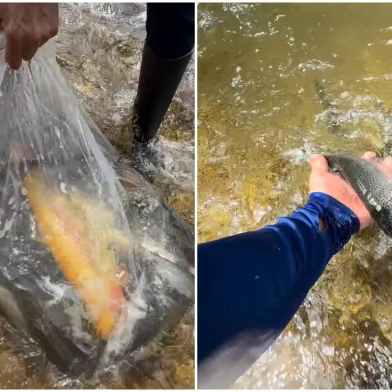 El caso llegó a conocimiento de la autoridad ambiental por medio de videos publicados en redes sociales en los que quedó registrada la actividad. Imágenes tomadas de videos en Instagram Grupo de Pesca. 