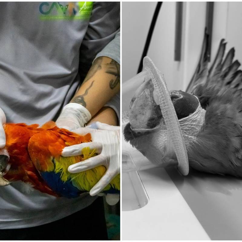 Una cuerda, un lazo u otros objetos abandonados en árboles pueden convertirse en trampas para aves y otros animales silvestres, especialmente cuando quedan suspendidos entre las ramas o pueden enganchar sus patas o alas. FOTOS Área Metropolitana. 