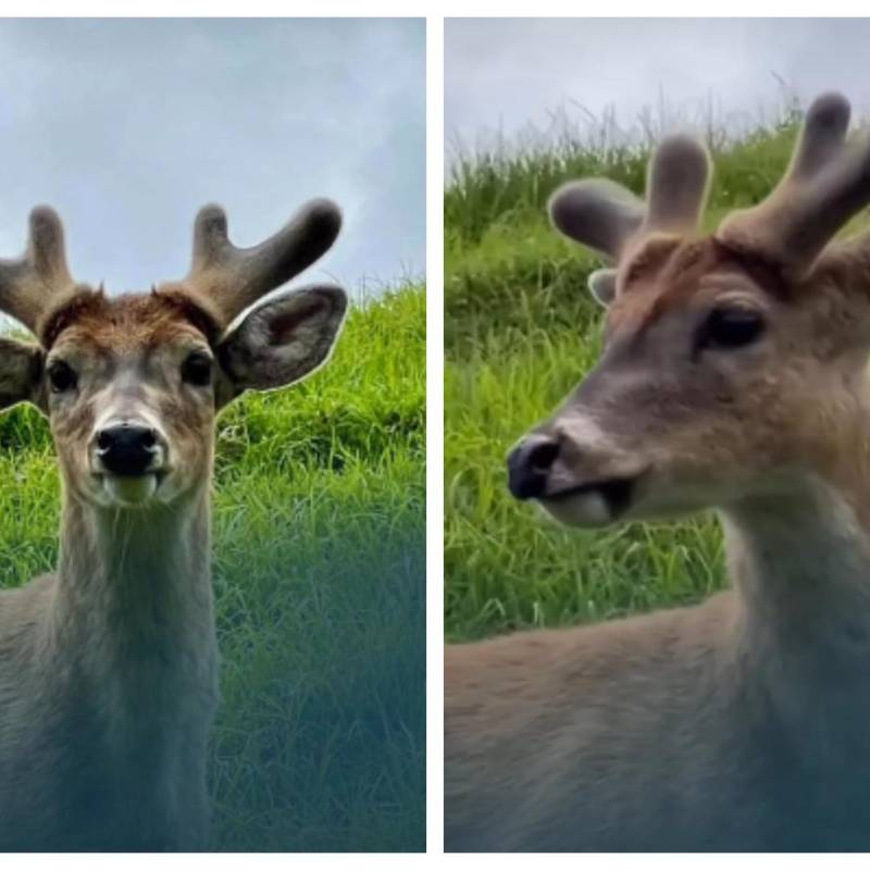 Así, con sus hermosas astas y muy tranquilo, fue visto el venado cola blanca. FOTO: Cortesía Mundo Más Noticias