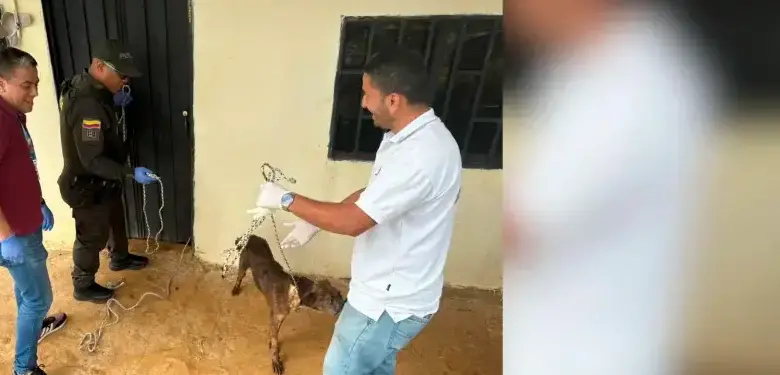 Rescataron a 10 perritos que vivían en condiciones de maltrato en Medellín