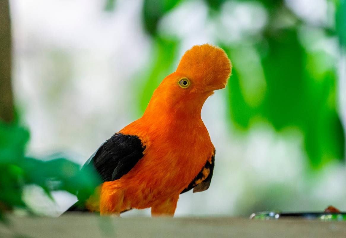 Las aves fueron decomisadas por la autoridad ambiental y la policía, y entregados al parque para su preservación como hábitat final (Gallito de las rocas). Foto: Camilo Suárez Echeverry
