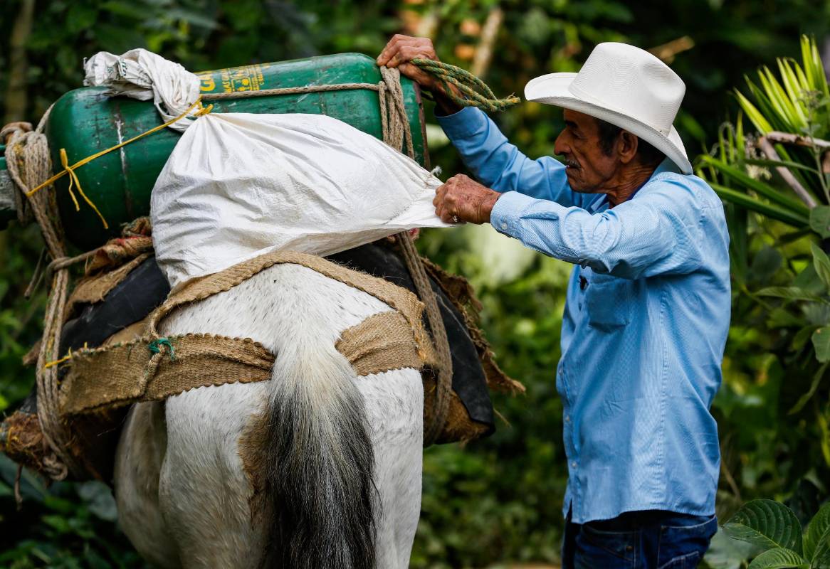 Todo va bien amarrado, con las mismas vueltas que a veces da la vida, en la enjalma del animal que de tanto andar ya perdió el afán. Foto: Manuel Saldarriaga Quintero.