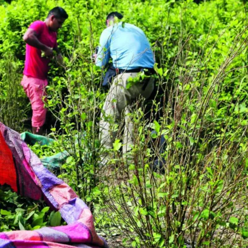 La idea presentada por Rendón consiste en utilizar drones para aplicar glifosato directamente sobre los cultivos de coca, mediante una modalidad de aspersión terrestre focalizada. FOTO Manuel Saldarriaga. 
