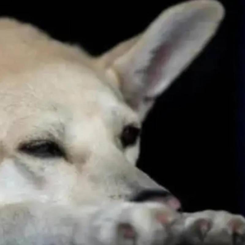 El perro, presuntamente, habría sido asesinado por ocasionar unos daños en una finca del sector. Imagen de referencia de ARCHIVO EL COLOMBIANO.