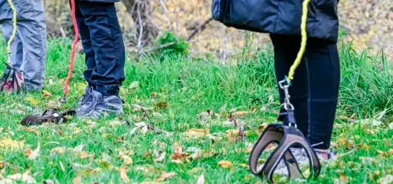 Conozca el ‘Hobby Doggy’, otra tendencia animal que compite con los Therian