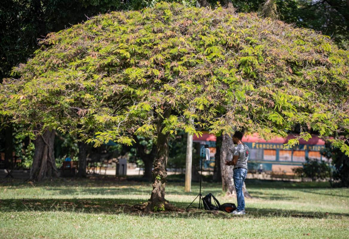 La historia de decadencia del Jardín Botánico comenzó en 2020. Según García, su directora, los ingresos de la entidad están divididos en dos bloques. El primero de ellos, y el más representativo, proviene de la contratación con la Alcaldía de Medellín, que representa un 65 % del total. Foto: Manuel Saldarriaga Quintero.