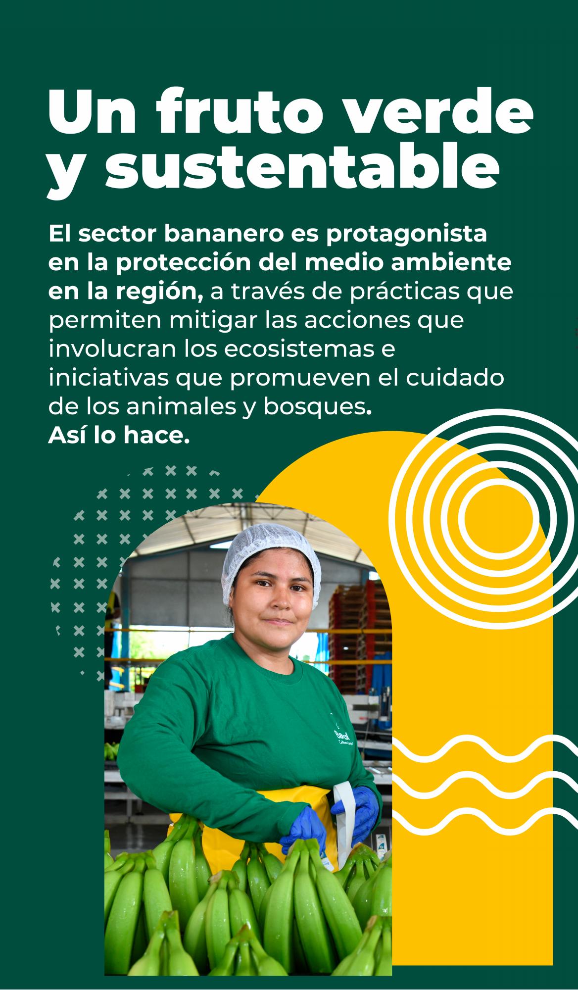 Sector bananero, protagonista en la protección del medio ambiente en Urabá