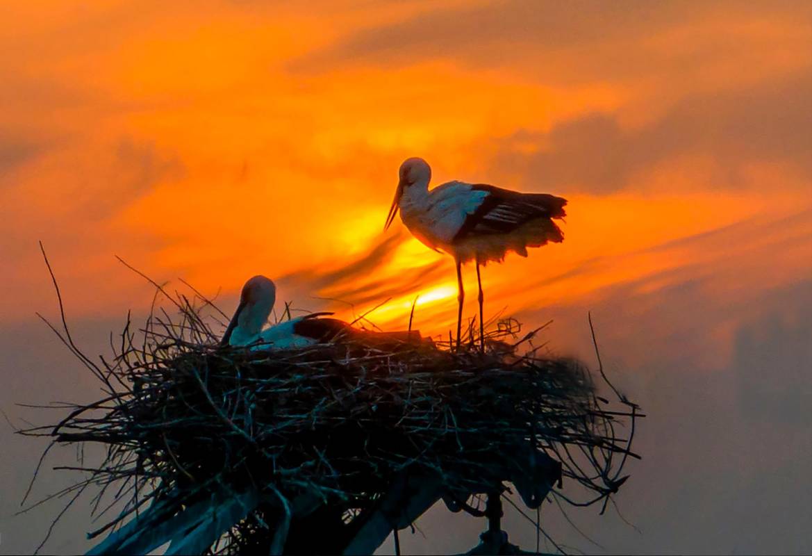 El año pasado las cigüeñas criaron cuatro pájaros sobre está misma torre. Foto Getty