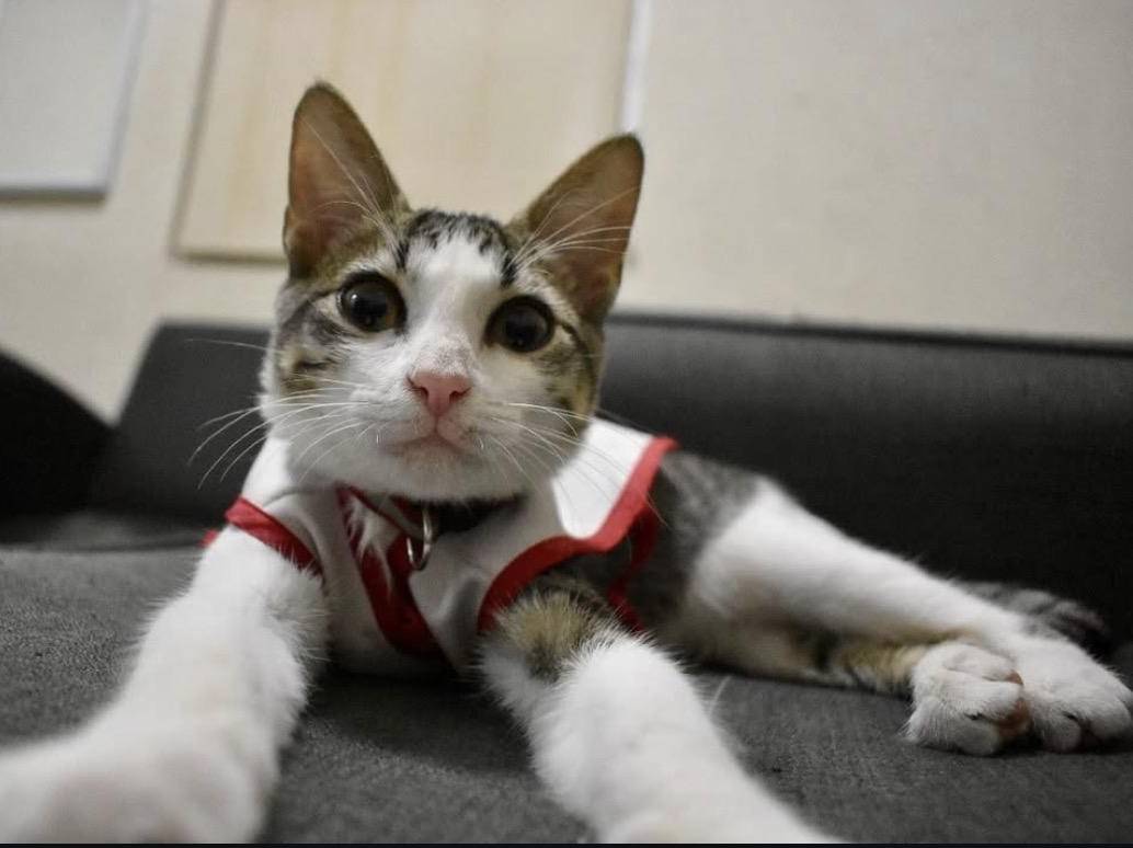 ‘Urgencio’, el gato que fue adoptado por la Cruz Roja en México. FOTO: Tomada de TikTok @URGENCIO.VIC 