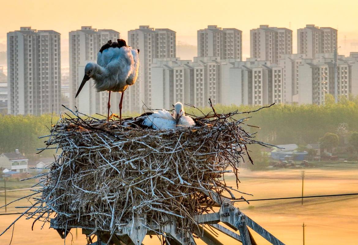 Las autoridades locales del medio ambiente esperan que las aves incuben exitosamente sus huevos y tengan buen número de crías. Foto: Getty