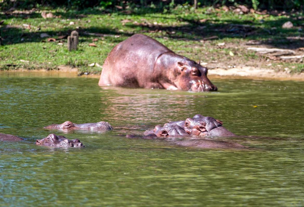 Ministerio de Ambiente estudia las medidas de control y manejo de esta especie. Foto : Juan Antonio Sánchez 