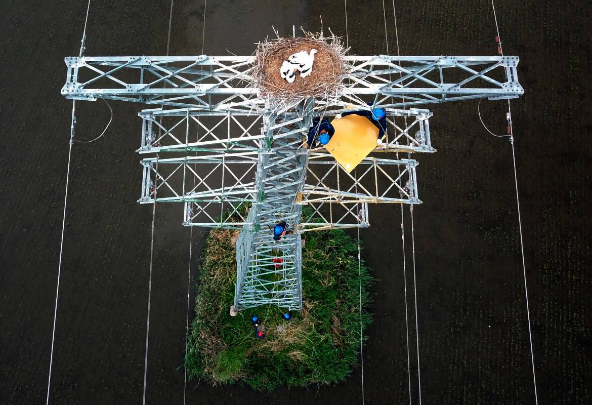 Los trabajadores de las empresas locales de energía realizan mantenimiento de las torres respetando el nido de las aves. Foto: Getty 