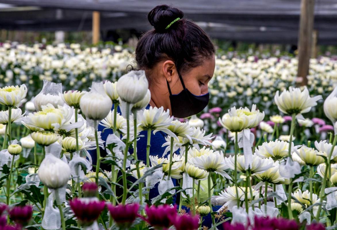  Este renglón de la economía fue golpeado muy fuerte por la pandemia, sin embargo los cultivadores de nuestro país lograron sostener más de 140.000 empleos. Foto Juan Antonio Sánchez Ocampo
