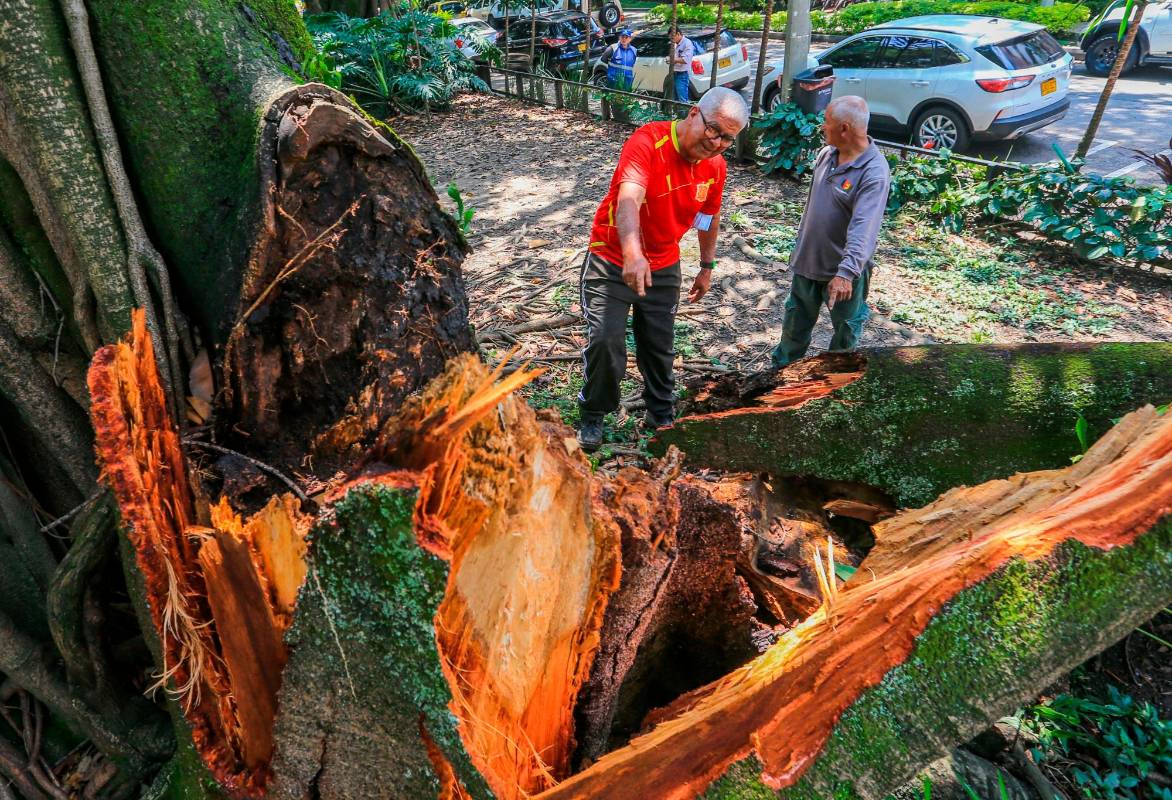 Los desplome se dan tras fuertes tormentas pero también se han dado casos en que caen sin previo aviso como ocurrió hace unos días en el primer parque de Laureles. Foto Esneyder Gutiérrez