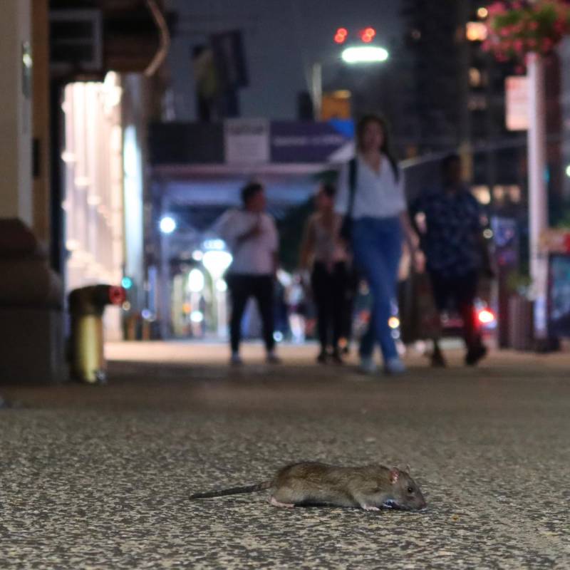 En Nueva York, las ratas viven en los túneles del metro y se alimentan de las sobras y desperdicios. Los habitantes de la ciudad se encuentran alarmados por el tamaño de los roedores FOTOS GETTY