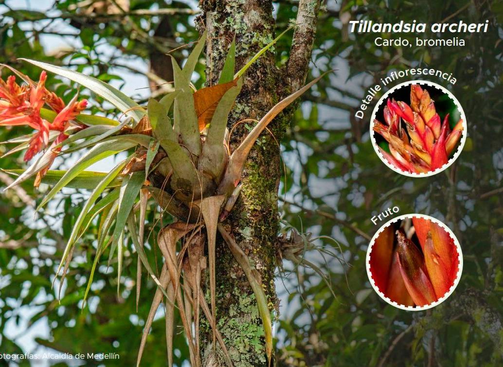 Las epífitas, como orquídeas y bromelias, crecen sobre los árboles sin dañarlos y son indicadores de la salud de los bosques de San Antonio de Prado. FOTO cortesía Alcaldía de Medellín
