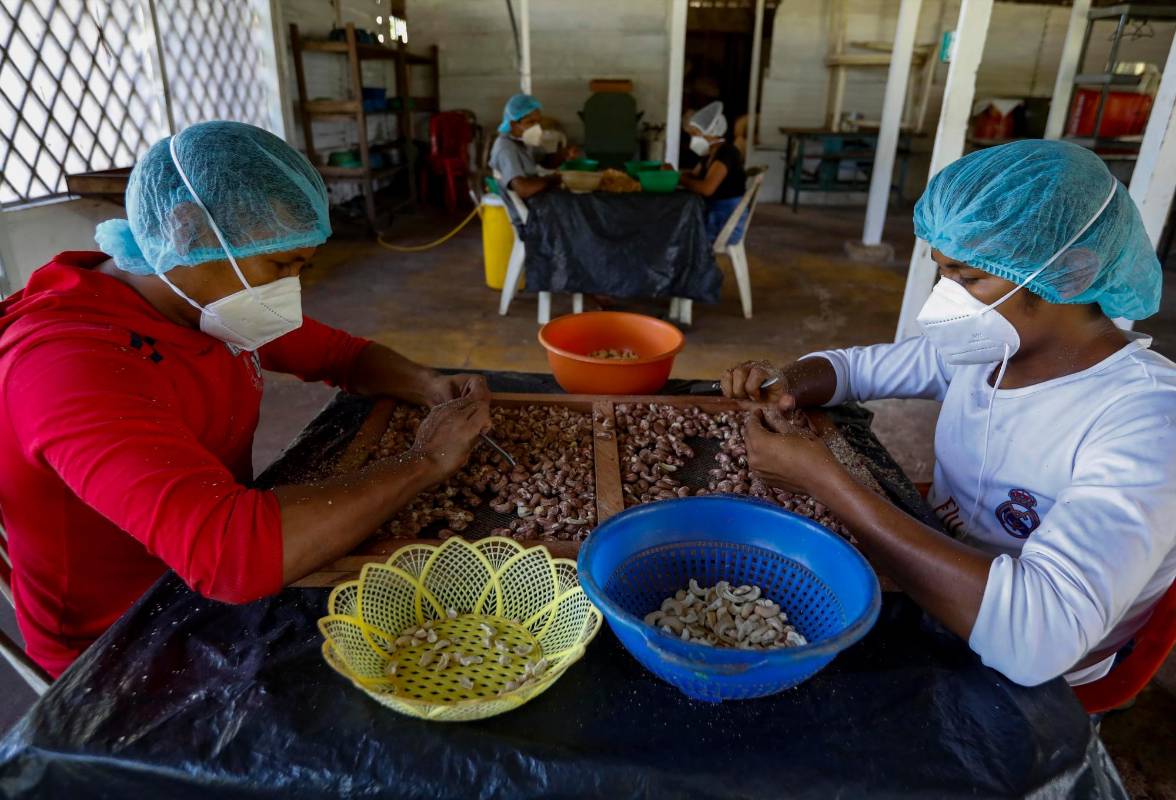 Se vende desde la almendra y se hacen productos procesados con el pseudofruto. Foto : Manuel Saldarriaga Quintero.