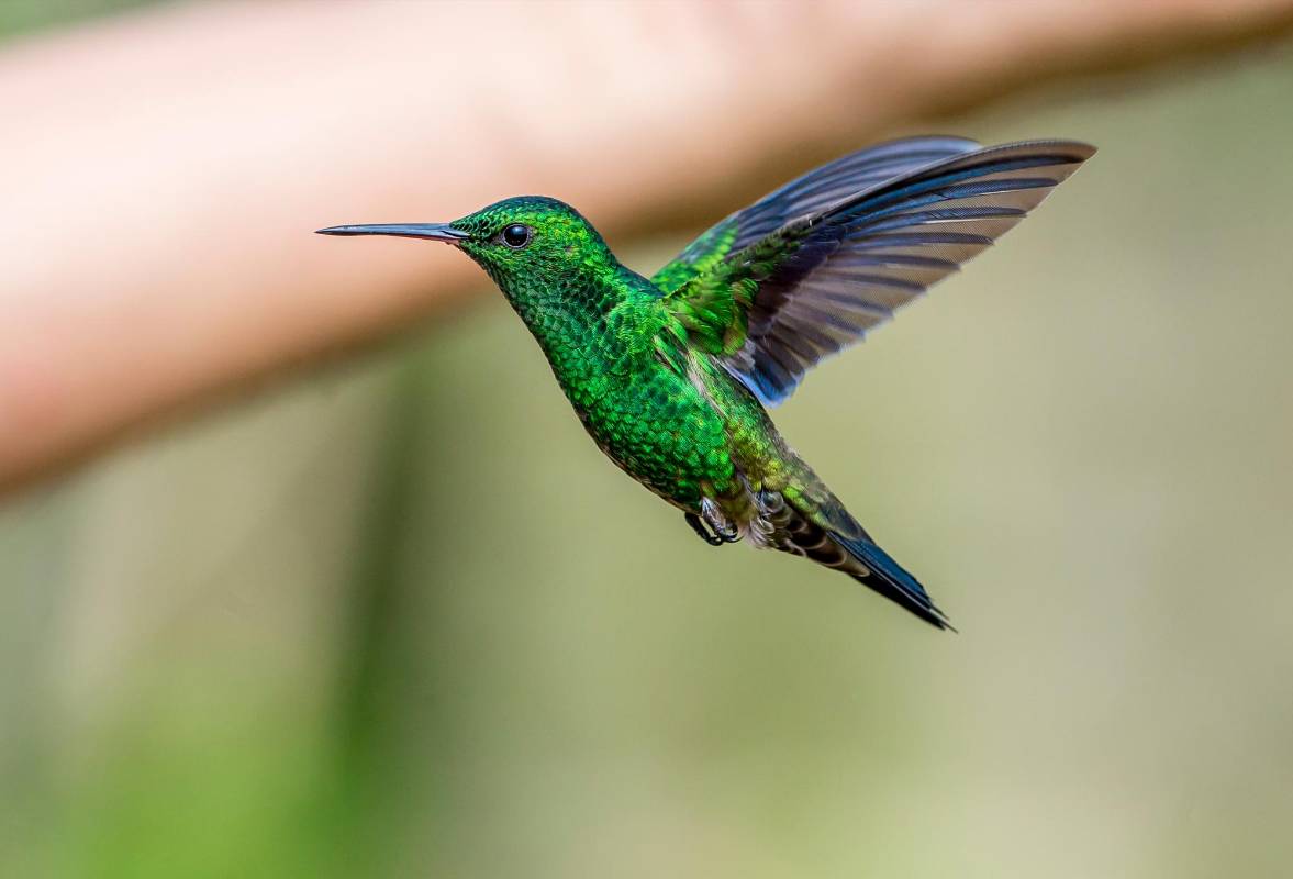 Las aves llegan hasta está finca y se dejan ver mientras se alimentan. Foto Juan Antonio Sánchez Ocampo. Foto Juan Antonio Sánchez Ocampo