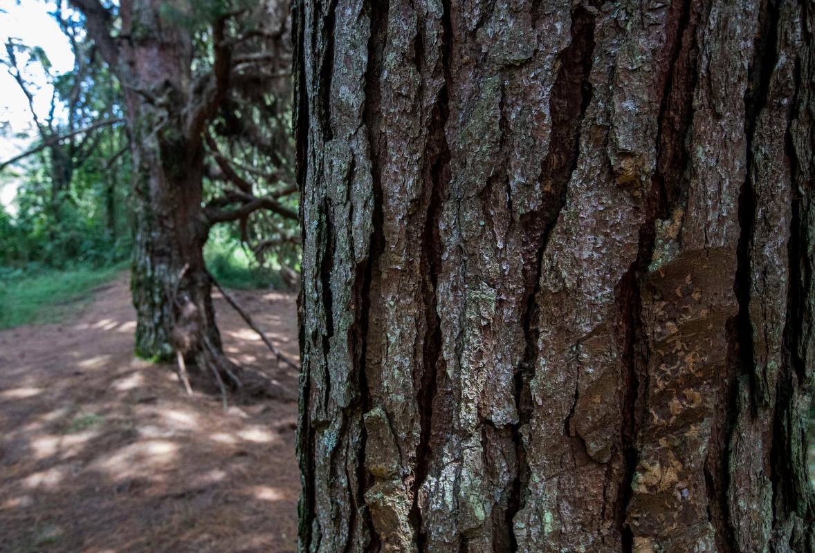 También dentro de los objetivos está conservación y restauración de terrenos ubicados en suelos de protección. Foto: Manuel Saldarriaga Quintero.