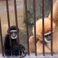 Los padres del pequeño mono nunca estuvieron juntos en la misma jaula. FOTO INSTAGRAM morikirara