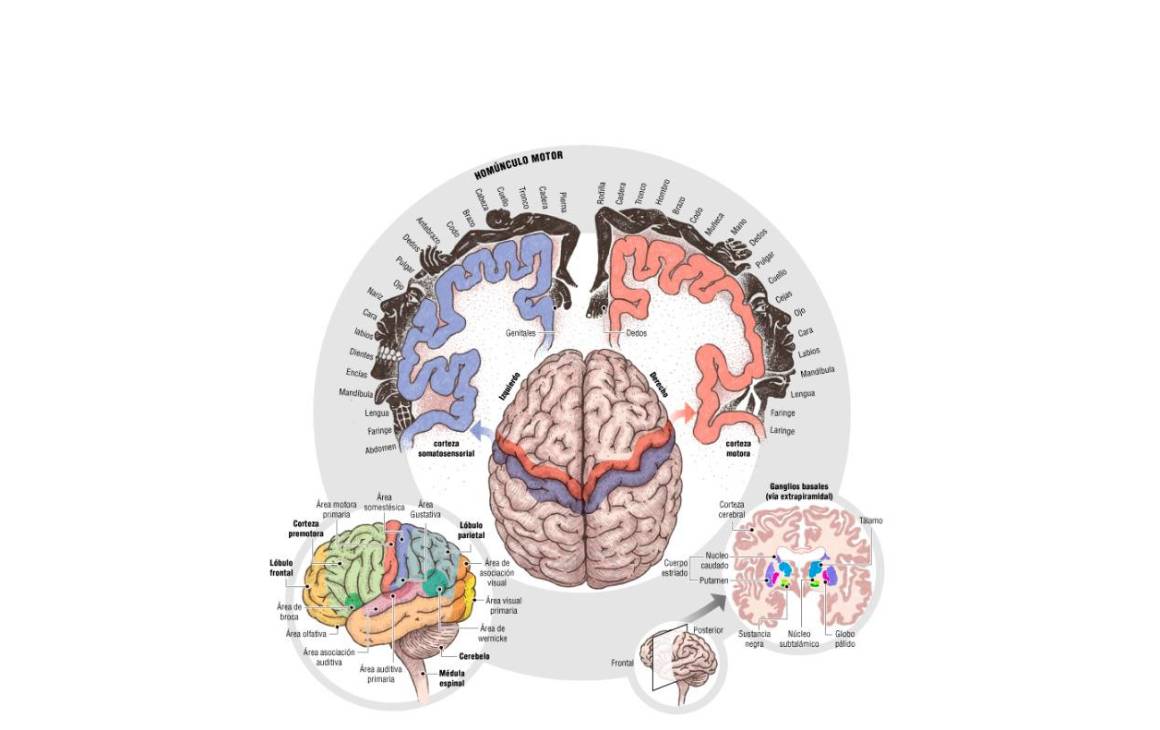 Moverse, cuando el cerebro baila