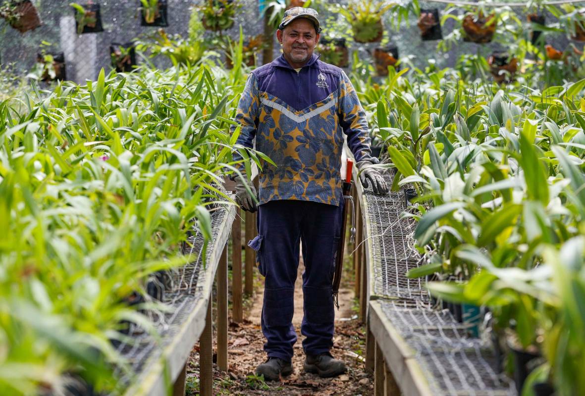 William De Jesús Palacios, 54 años de edad y 8 años trabajando en el Jardín Botánico. Foto: Manuel Saldarriaga Quintero.