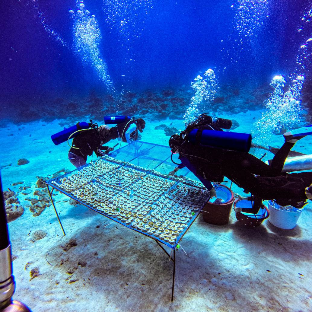 Fragmentos de coral adheridos a “galletas” de vidrio reciclado y cemento, en una guardería submarina en San Andrés. FOTOS cortesía