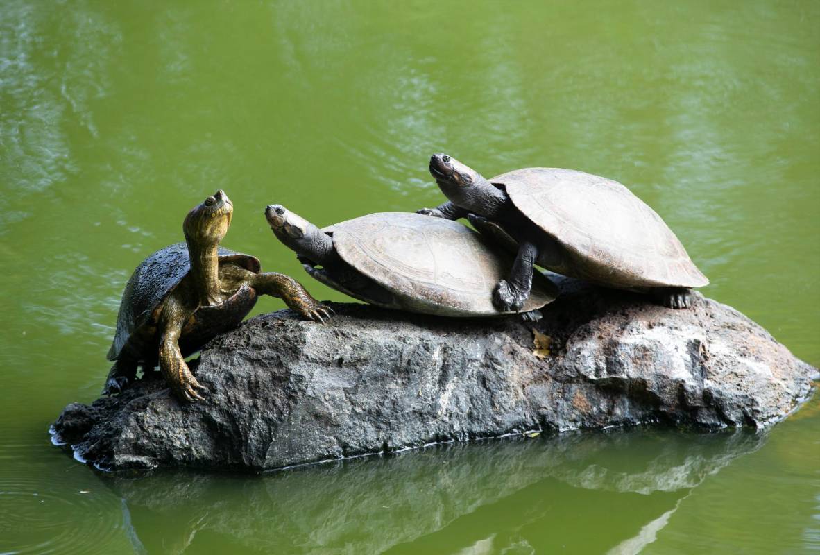Patos, iguanas, tortugas entre otros, están la vista de los visitantes. Foto: Manuel Saldarriaga Quintero.