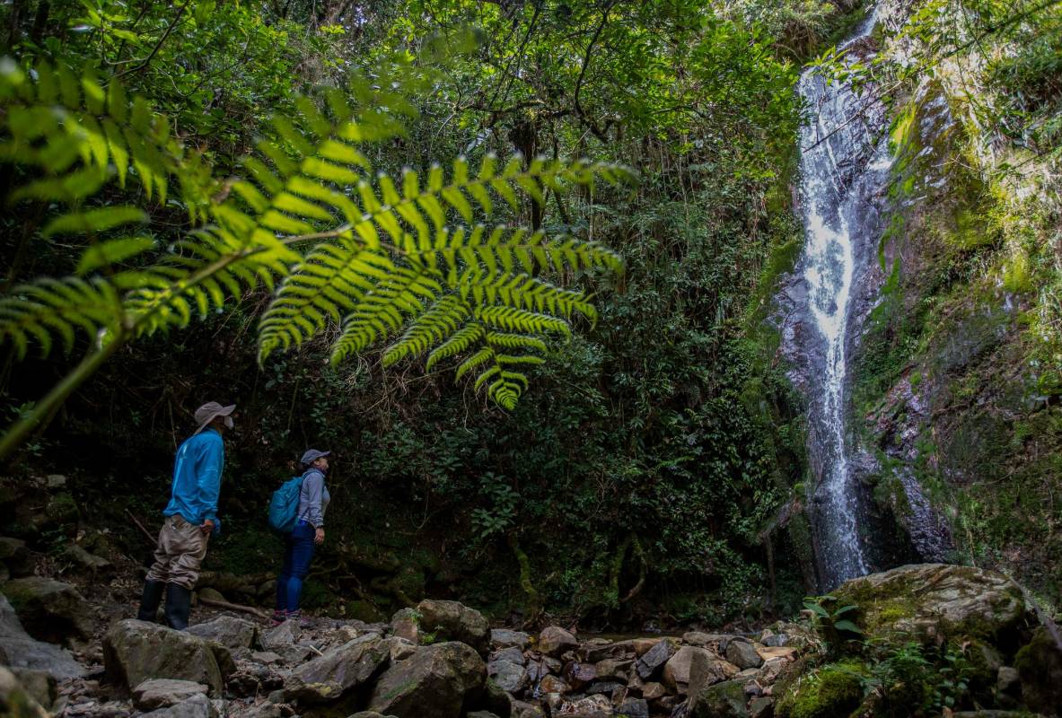 Los guardabosques de la Secretaría de Medio Ambiente cuidan esta reserva que posee una gran diversidad de flora, aves, mariposas y mamíferos entre otros. Foto: Manuel Saldarriaga Quintero.
