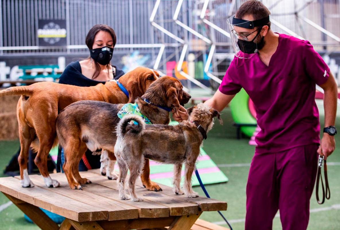 Este tipo de intervenciones con animales ayuda a distintos entornos, como el acompañamiento a adultos mayores, adolescentes y a todo tipo de personas diagnosticadas con depresión y ansiedad. Fotos: Manuel Saldarriaga