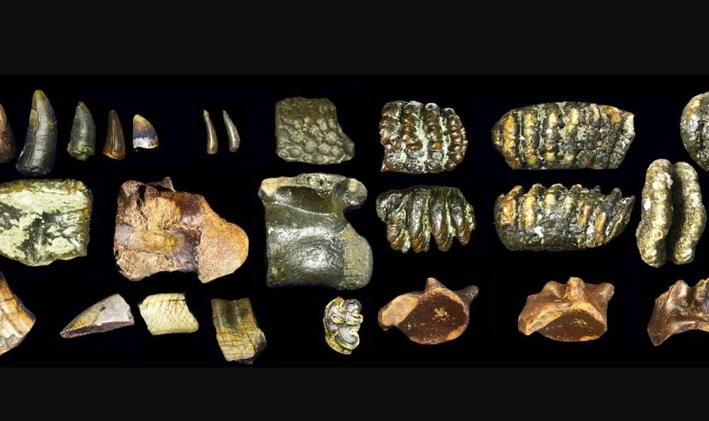 Fósiles hallados en el lecho marino frente a Java revelan cómo vivió el <i>Homo erectus</i> en Sondalandia hace 140.000 años. FOTO Cortesía Universidad de Leiden